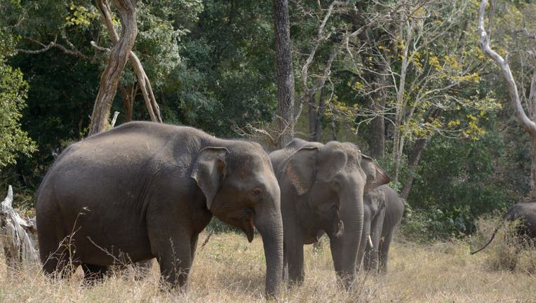 Elephant Kills Woman And Returns To Her Funeral To Attack